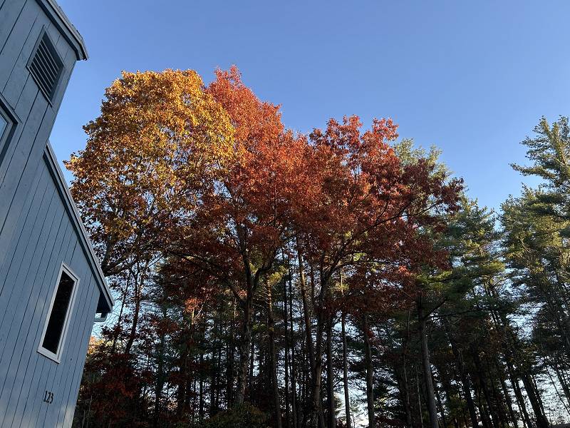 [ Fall color in our front yard ]